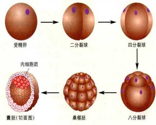 湖南2026高龄失独供卵试管医院排行与借卵生子机构优选